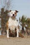 AMSTAFF  PORTRAIT 013